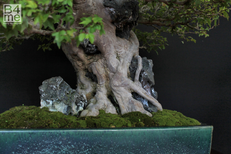 bonsai